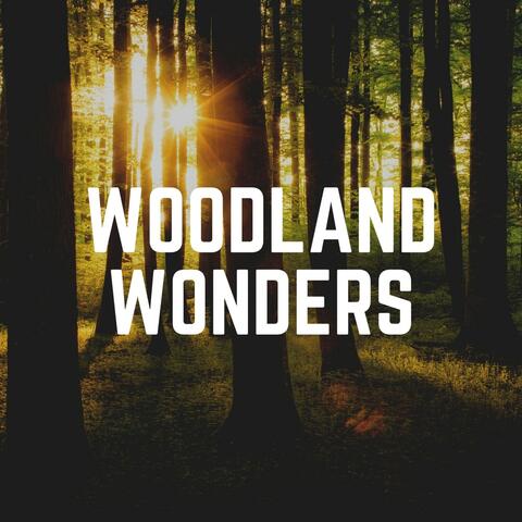 Woodland Wonders