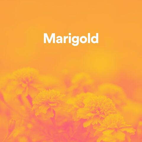 Marigold