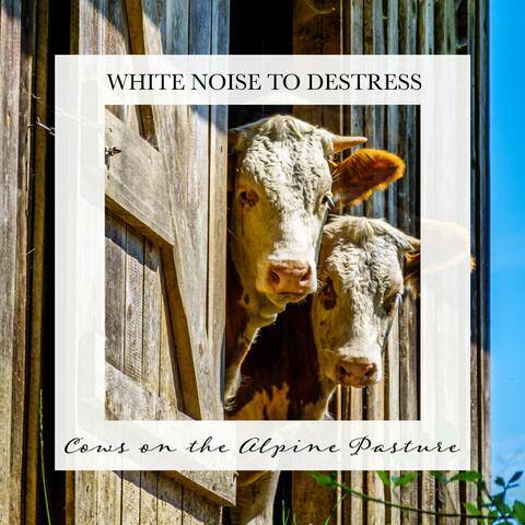 Cows on the Alpine Pasture: Pure White Noise to Chill