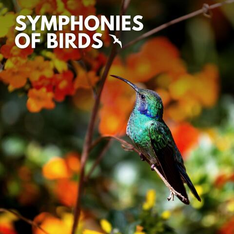 Symphonies of Birds