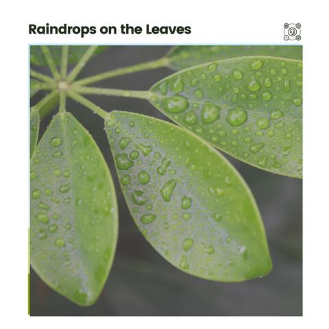 Raindrops on the Leaves