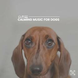Anxiety Relief Music for Your Dog, Pt. 6