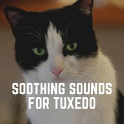Cat Relaxation Music, Pt. 11