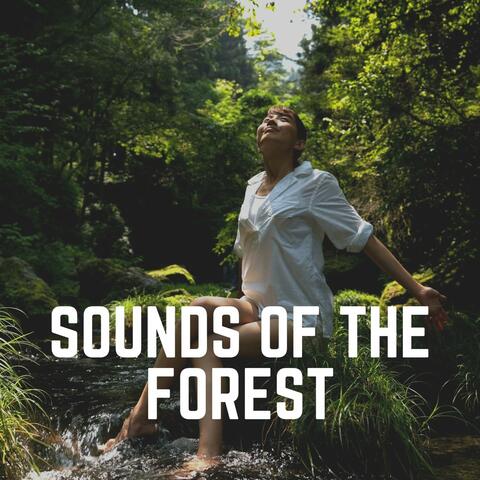 Sounds of the Forest