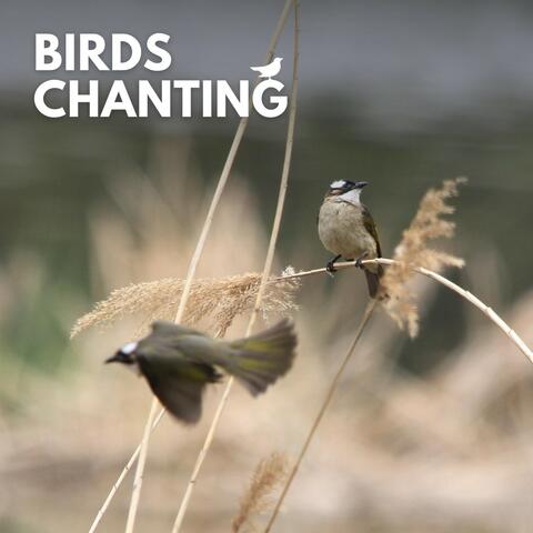 Birds Chanting