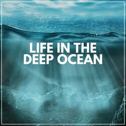 Ocean Observe