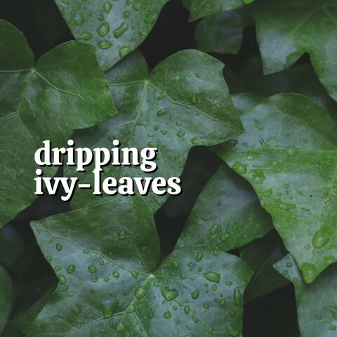 Dripping Ivy-Leaves
