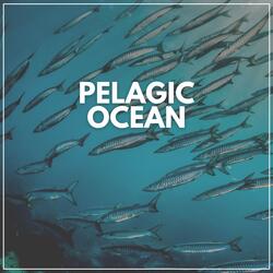 Ocean Observe
