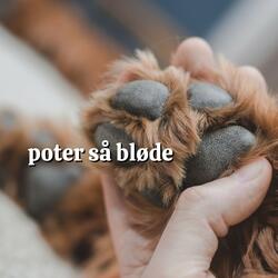 Beroligende musik til din hund, Pt. 18