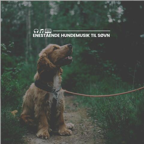 Enestående hundemusik til søvn