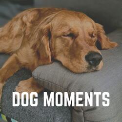 Ultimate Chill Music for Your Dog, Pt. 49
