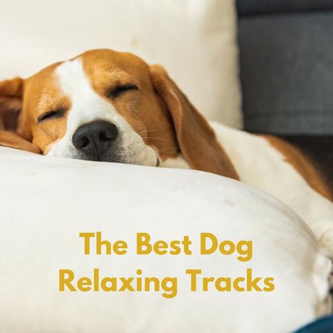 The Best Dog Relaxing Tracks