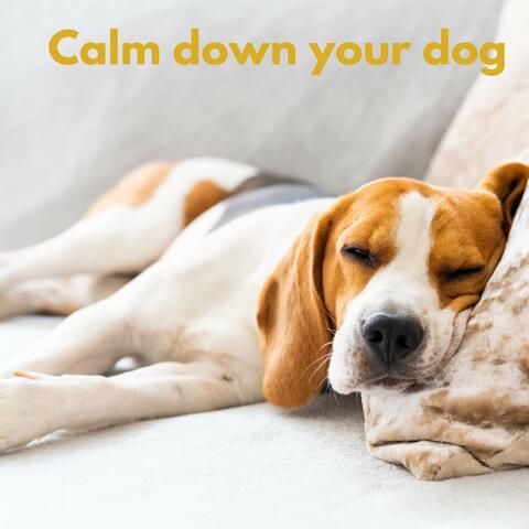 Calm Down Your Dog