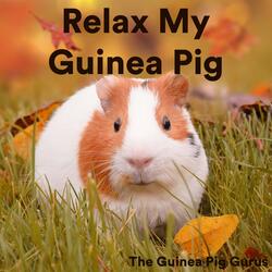 Lovely Calming Guinea Pig Music