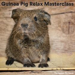 Relax My Pig