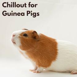 Chill My Pig