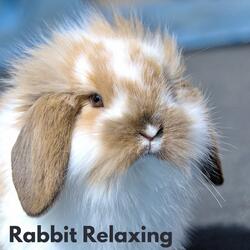 The Best Music for Rabbits Ever