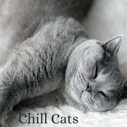 Cat Relax