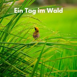 Der Frühling im Wald