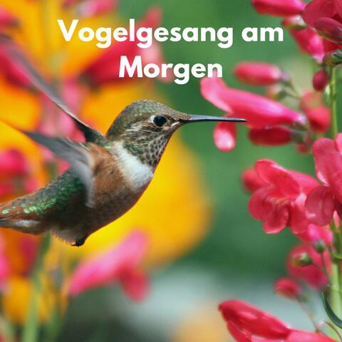 Vogelgesang am Morgen