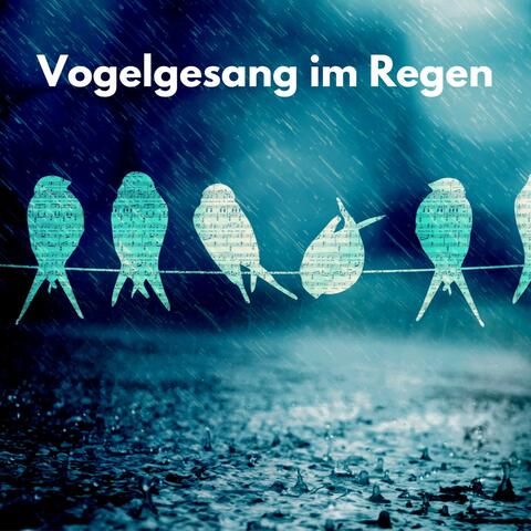 Vogelgesang im Regen