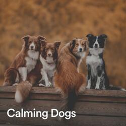 Anxiety Relief Music for Your Dog, Pt. 14