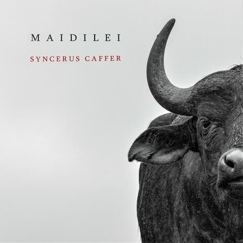 Syncerus Caffer