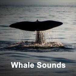 Whales Singing