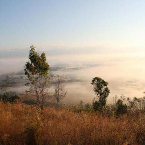 Fog