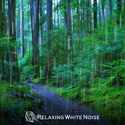 Sleep to Rain Sounds in the Woods (Loop, No Fade)