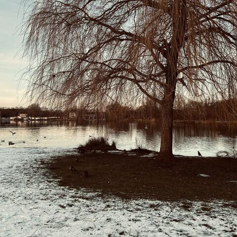 Aves Invernales