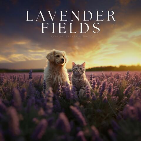Lavender Fields