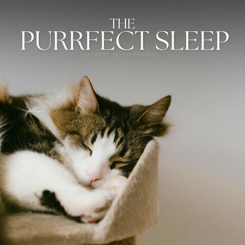 The Purrfect Sleep