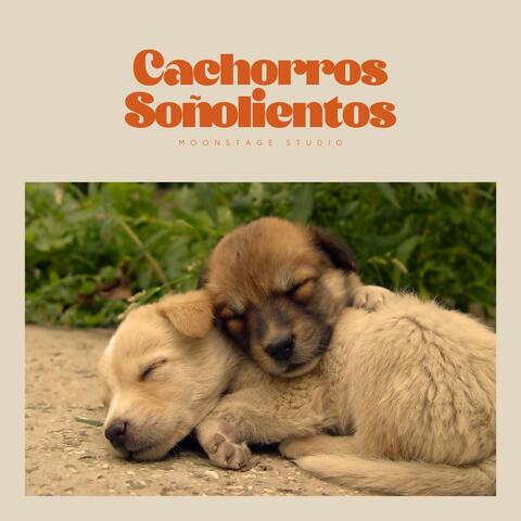 Cachorros Soñolientos