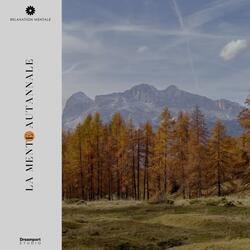 Seashell's Subtle Splits