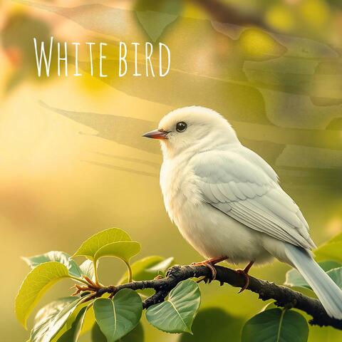 White Bird
