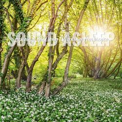 Echoing Birdsong Morning Ambience, Pt. 15