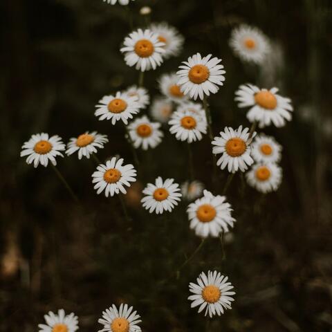 Romance of the heart