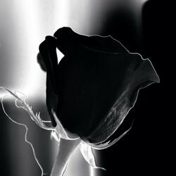 العبلها بكسها