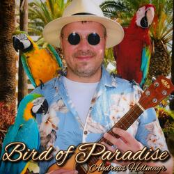 Bird of Paradise
