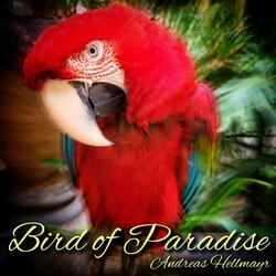 Bird of Paradise