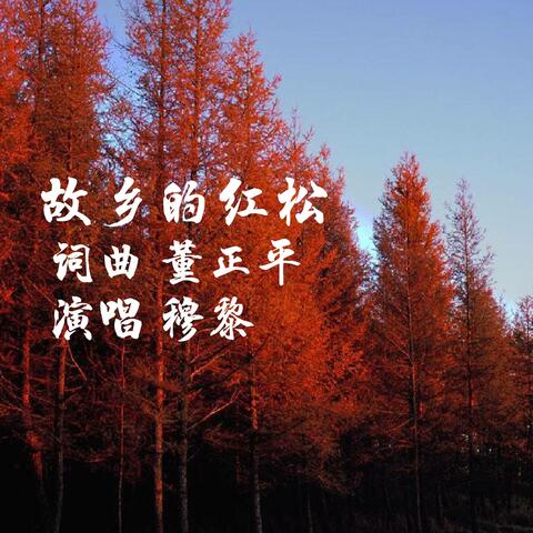 故乡的红松