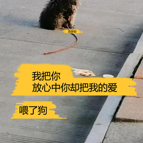 我把你放心中你却把我的爱喂了狗