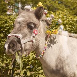 Nice wally(.inst)(prod.gyomunapchick)