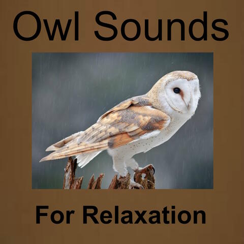 Owl Sounds for Relaxation