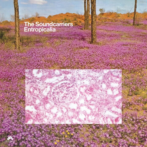 Entropicalia