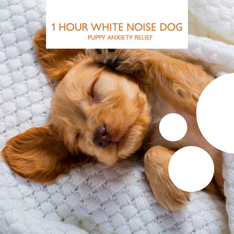 1 Hour White Noise Dog: Puppy Anxiety Relief, Calm & Quiet Pet Care, Relaxing Sounds Soothes Puppies, Pet Sounds Therapy, Stay Alone