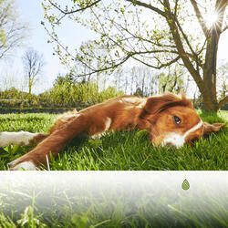 Sons Paisibles de Pleine Conscience