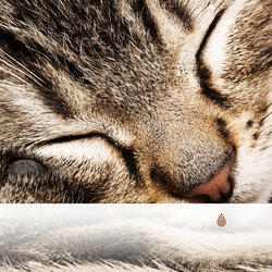 Détente Ensoleillé Douce dans la Forêt