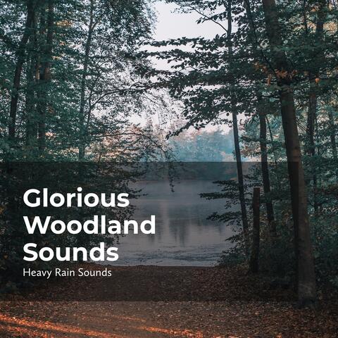 Glorious Woodland Sounds